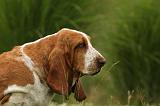BASSET HOUND 091